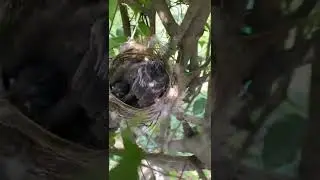 Bird&rsquo;s Nests and Baby Birds in the Garden