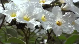 Cordia boissieri Anacahuita Mexican Olive
