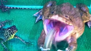 Amazing!! Asian Bullfrog Eats Big Grasshopper And Tree Lizard! Warning Live Feeding