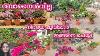 Bougainvilla നിറയെ പൂവിടാൻ ഒരടിപൊളി സൂത്രം | gardening malayalam 