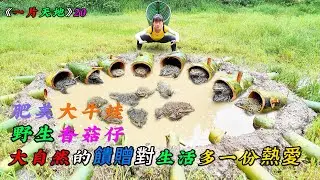 肥美大牛蛙，野生香菇仔，大自然的饋贈對生活多一份熱愛《一片天地》20