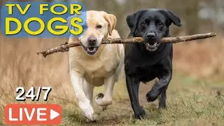 🔴[В прямом эфире] Музыка для собак🐶Расслабляющая музыка для сна собак🎵Успокаивающая музыка для собак