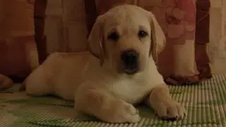 Smart Puppy and an Amazing Tennis Ball Trick!
