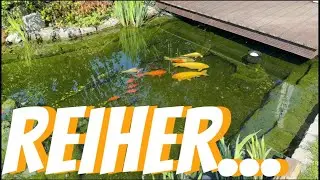 Teich Update Nr. 34 (FISCHREIHER AM TEICH - WAS NUN?) + OASE BioTecScreenMatic² 60.000+16.000l+55WUV