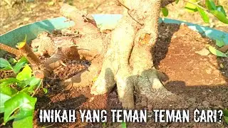 bahan bonsai ini rasanya dapet banget || program bonsai sianci ( malphigia emarginata )