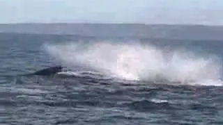 Bay of Fundy Whale Watching with Ocean Explorations