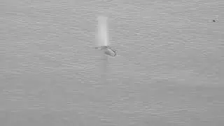 Grey Whale CRC 2440 Just Offshore Ten Mile Point, Cadboro Bay, Saanich, Vancouver Island, BC, Canada