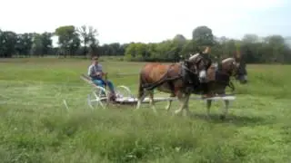 Belgian Draft Mules - Rose and Daisy - Cutting Hay on a Sunday Afternoon