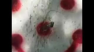 expert perfect bullseye knife throw from about 33 feet with a bobby branton big bowie knife