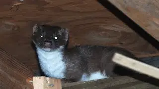 Wildlife Tracking; Weasel