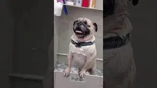 грумерский блог день два или как я затупила #блог #doggroom #шортс #shorts