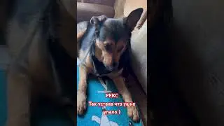 Комиссар Рекс#music#