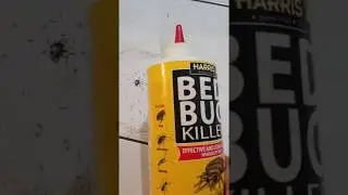 Harris Bed Bug Killer, Diatomaceous Earth Review, Great barrier and preventative measure