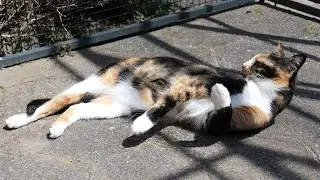 Happy Cat Rolling Around