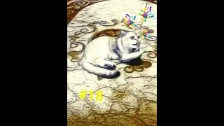 My cat Vinnie is playing with a cat rod #18  #cat #funny #asmr #britannia