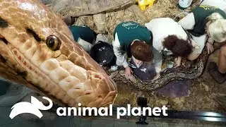 &iexcl;Pit&oacute;n reticulada tiene problemas mudando de piel! | Los Irwin | Animal Planet