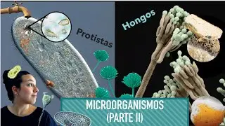 Microbiología (Parte II) - Protistas y Hongos