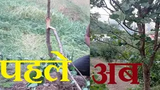 Apricot plant journey from Death to Life within Two Year( मौत के नजदीक से लेकर जिन्दगी तक का सफर)
