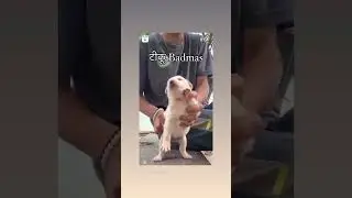 #desidog dance  #funny #beautiful #cutedog#kutta #dog #dance #masti #shorts #food #viral #trending