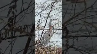 Blue Heron by a Stream on a Winter Day  #birds #birdwatching #nature #wildlife #lake