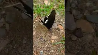 Indian common mormon #butterfly
