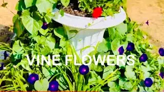 How I Make My Garden Enchanting #garden #dog #thpc #cottagegarden #landscape #flowers #vines