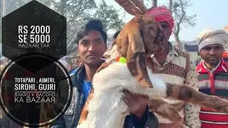 Devchara bakra mandi bazaar Bareilly UP | goat farming | Totapari breed under Rs3000
