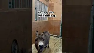 Donkey Sound Alarm & Gentle Horse Nicker: Cozy Morning Barn Routine