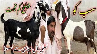 Razzak Goat Farm Visit Latest Update❤️|25-Dec-25🔥 Naslishok Koriyo K Dam Mein 💥🤯,