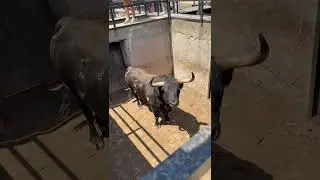 ASI ENTRA UN TORO BRAVO MONSTRUOSO