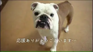 気管支炎で１週間療養していた愛犬の現状をご説明します。