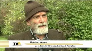 Schreck im Morgengrauen: Was tun, wenn ein Reh vors Auto springt?