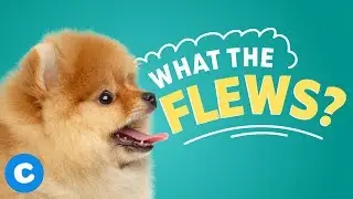 Basic Dog Anatomy: Dog Anatomy Terms Explained | Chewy