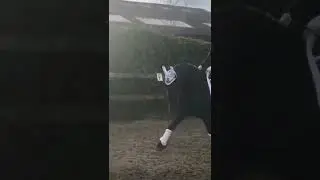 Black VS White 🖤🤍🖤🤍🖤#viral #equestrian #horses #roadto300 #shorts
