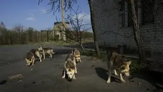 National Geographic Channel (TV Station) - National Geographic Chernobyl death journey on land