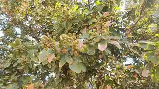 बहुत प्रकार के रोगों मै काम आता है यह वृक्ष रीठा | Benefits of reetha for hair | reetha ke fayde
