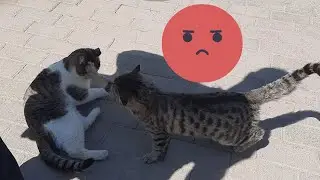 Two cats in the park. One cat is jealous #jealouscat