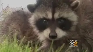 Parks Department To New Yorkers: Don't Feed The Animals