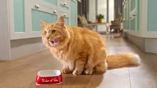 Give Your Feline Friend the Best: Pamper Cat Food for Happy and Healthy Cats!