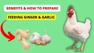 Garlic & Ginger for Chickens: The Natural Boost Backyard Flocks in the USA Need