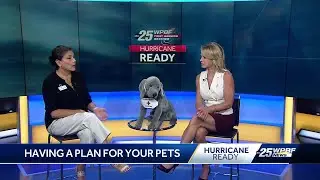 Having a Plan For Your Pets During Hurricane Season