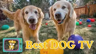 BEST DOG VIDEO : Interactive Puppy Playdate - Perfect Companion for Your Dog