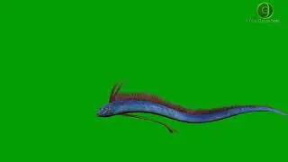 Hairtail Fish Green Screen HD