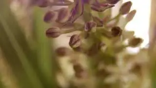 Pineapple Lily
