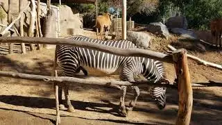 Grevys Zebra at San Diego Zoo!
