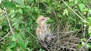Black Bittern hatches three beautiful babies EP50 ( @Review life birds )
