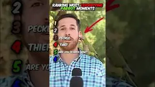 Ranking Most Terrifying Parrot Moments #parrotlife