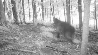 ACTUAL Bigfoot Finally Caught on Camera 2017?! [Real Sasquatch Proof/Evidence Captured]