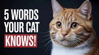 Stop Talking to Your Cat… Until You Watch This! 5 Proven Words
