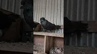 Hungarian Giant House Pigeons